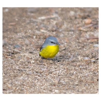 Eopsaltria australis (Eastern Yellow Robin) at Bald Hills, NSW - 3 Jun 2018 by JulesPhotographer