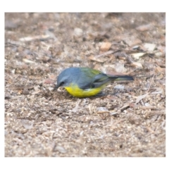 Eopsaltria australis at Bald Hills, NSW - 4 Jun 2018 05:40 AM