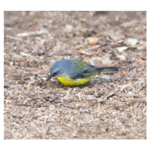 Eopsaltria australis at Bald Hills, NSW - 4 Jun 2018