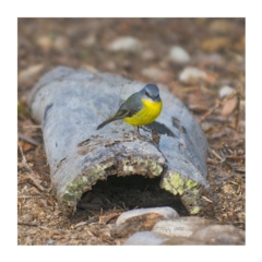 Eopsaltria australis at Bald Hills, NSW - 4 Jun 2018