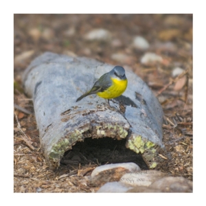 Eopsaltria australis at Bald Hills, NSW - 4 Jun 2018