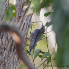 Cormobates leucophaea (White-throated Treecreeper) at Bald Hills, NSW - 30 Apr 2018 by JulesPhotographer