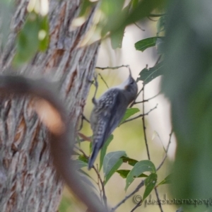 Cormobates leucophaea at Bald Hills, NSW - 1 May 2018