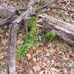 Asparagus asparagoides (Bridal Creeper, Florist's Smilax) at Mount Ainslie - 6 Jun 2018 by SilkeSma