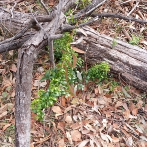 Asparagus asparagoides at Ainslie, ACT - 6 Jun 2018