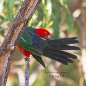 Alisterus scapularis at Bald Hills, NSW - 4 Jun 2018