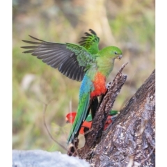 Alisterus scapularis at Bald Hills, NSW - 4 Jun 2018 05:41 AM