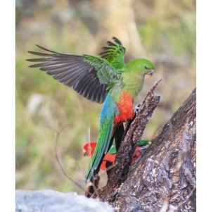 Alisterus scapularis at Bald Hills, NSW - 4 Jun 2018 05:41 AM