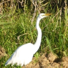 Ardea alba (Great Egret) at Panboola - 30 Apr 2017 by JanetRussell