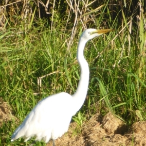 Ardea alba at Pambula, NSW - 30 Apr 2017