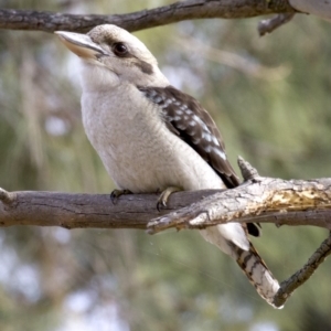 Dacelo novaeguineae at Acton, ACT - 4 Jun 2018