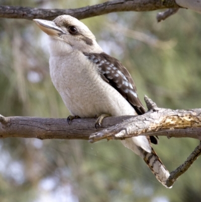 Dacelo novaeguineae (Laughing Kookaburra) at Lake Burley Griffin West - 4 Jun 2018 by jbromilow50