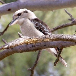 Dacelo novaeguineae at Acton, ACT - 4 Jun 2018