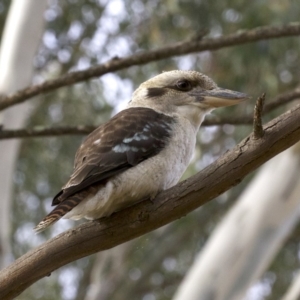 Dacelo novaeguineae at Acton, ACT - 4 Jun 2018