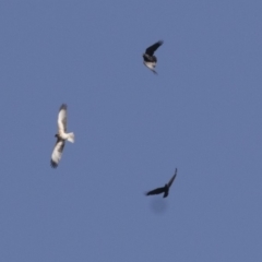 Hieraaetus morphnoides (Little Eagle) at Jerrabomberra Wetlands - 25 May 2018 by Alison Milton