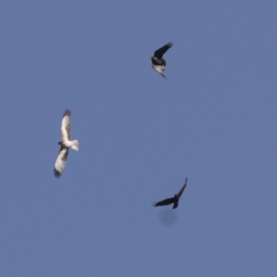 Hieraaetus morphnoides (Little Eagle) at Fyshwick, ACT - 25 May 2018 by Alison Milton