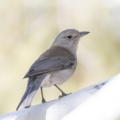 Colluricincla harmonica (Grey Shrikethrush) at Fyshwick, ACT - 25 May 2018 by AlisonMilton