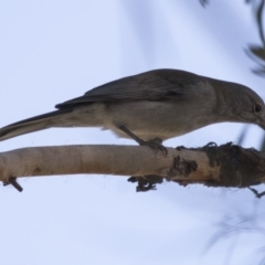 Colluricincla harmonica at Fyshwick, ACT - 25 May 2018