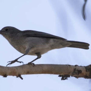 Colluricincla harmonica at Fyshwick, ACT - 25 May 2018 12:48 PM