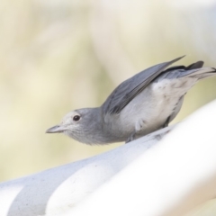 Colluricincla harmonica at Fyshwick, ACT - 25 May 2018