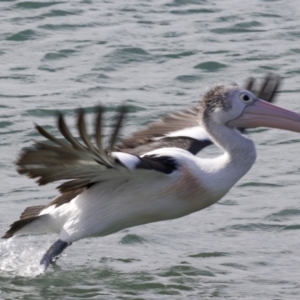 Pelecanus conspicillatus at Batemans Marine Park - 1 Jun 2018