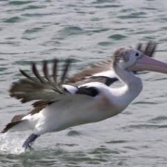 Pelecanus conspicillatus (Australian Pelican) at Batemans Marine Park - 1 Jun 2018 by jbromilow50