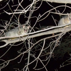 Trichosurus vulpecula (Common Brushtail Possum) at Ainslie, ACT - 3 Jun 2018 by jbromilow50