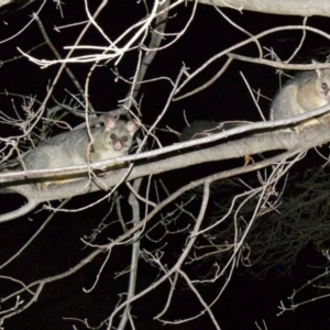 Trichosurus vulpecula at Ainslie, ACT - 3 Jun 2018 09:40 PM