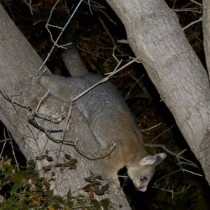 Trichosurus vulpecula at Ainslie, ACT - 3 Jun 2018 09:40 PM