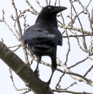 Corvus coronoides at Acton, ACT - 4 Jun 2018