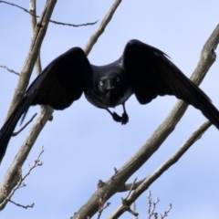 Corvus coronoides at Acton, ACT - 4 Jun 2018