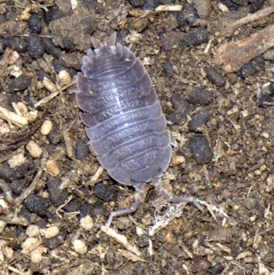 Porcellio scaber (Common slater) at Lake Burley Griffin West - 30 May 2018 by jbromilow50
