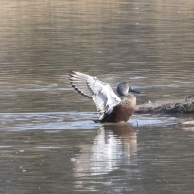 Spatula rhynchotis (Australasian Shoveler) at Fyshwick, ACT - 28 May 2018 by AlisonMilton