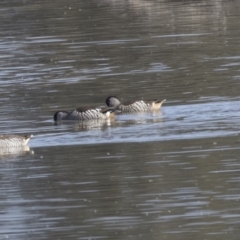 Malacorhynchus membranaceus (Pink-eared Duck) at Jerrabomberra Wetlands - 25 May 2018 by AlisonMilton