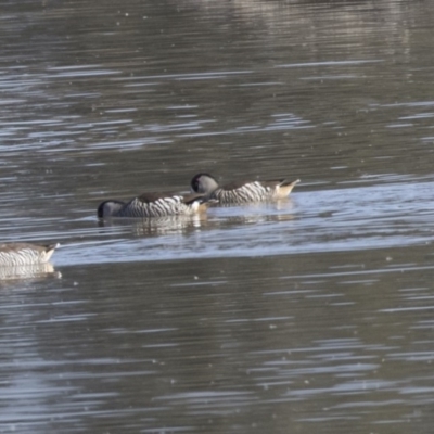 Malacorhynchus membranaceus (Pink-eared Duck) at Jerrabomberra Wetlands - 25 May 2018 by AlisonMilton