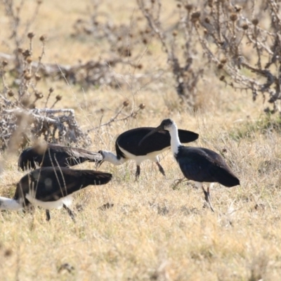 Threskiornis spinicollis (Straw-necked Ibis) at Jerrabomberra Wetlands - 25 May 2018 by Alison Milton