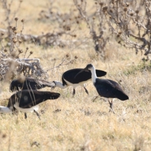 Threskiornis spinicollis at Fyshwick, ACT - 25 May 2018