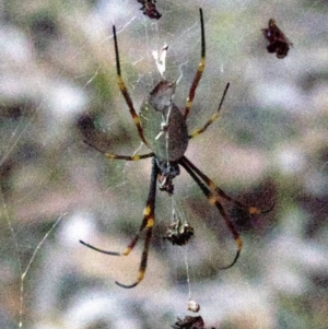 Nephila plumipes at undefined - 1 Jun 2018