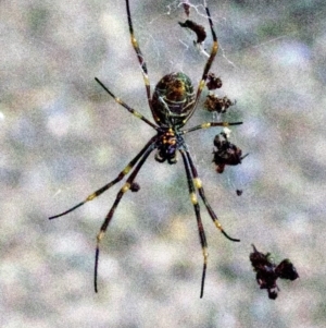 Nephila plumipes at undefined - 1 Jun 2018 05:44 PM