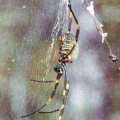 Nephila plumipes at undefined - 1 Jun 2018 05:44 PM