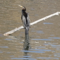 Anhinga novaehollandiae (Australasian Darter) at Campbell, ACT - 25 May 2018 by AlisonMilton