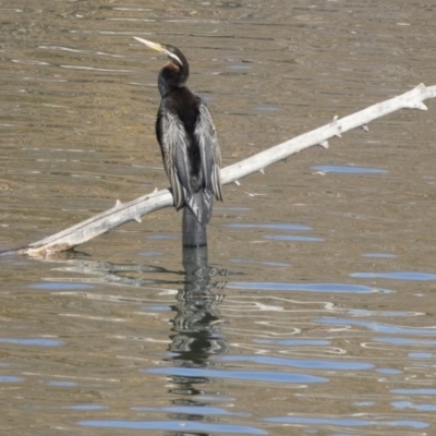 Anhinga novaehollandiae (Australasian Darter) at Jerrabomberra Wetlands - 25 May 2018 by Alison Milton