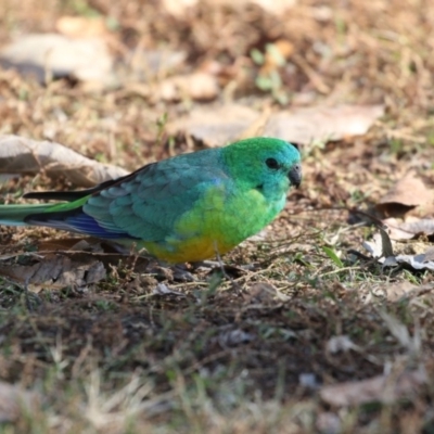 Psephotus haematonotus (Red-rumped Parrot) at Campbell, ACT - 25 May 2018 by Alison Milton
