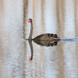 Cygnus atratus at Campbell, ACT - 25 May 2018