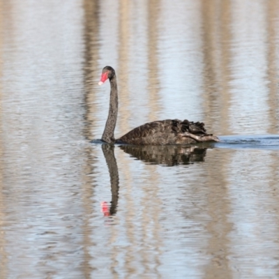 Cygnus atratus (Black Swan) at Mount Ainslie to Black Mountain - 25 May 2018 by AlisonMilton