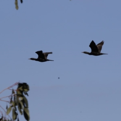 Phalacrocorax sulcirostris (Little Black Cormorant) at Campbell, ACT - 25 May 2018 by Alison Milton