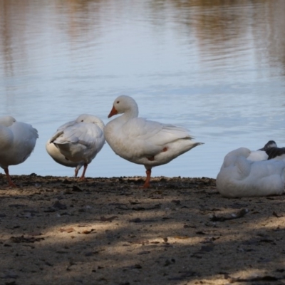 Anser anser (Greylag Goose (Domestic type)) at Mount Ainslie to Black Mountain - 25 May 2018 by AlisonMilton