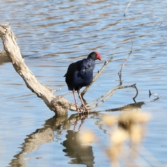 Porphyrio melanotus (Australasian Swamphen) at Campbell, ACT - 25 May 2018 by AlisonMilton
