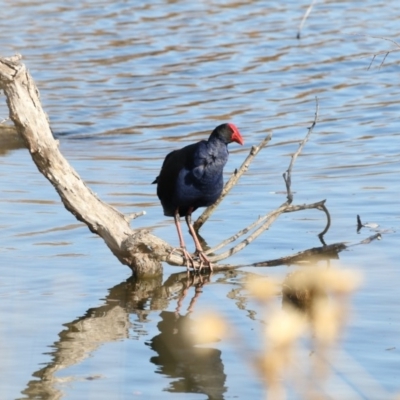 Porphyrio melanotus (Australasian Swamphen) at Jerrabomberra Wetlands - 25 May 2018 by Alison Milton