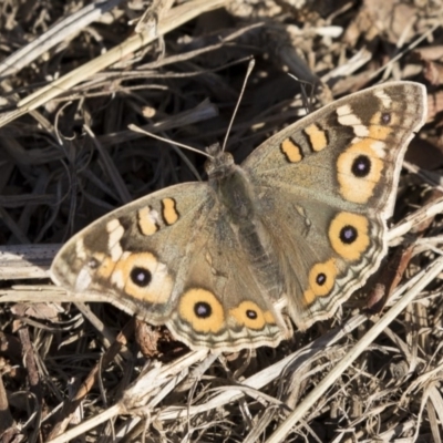 Junonia villida (Meadow Argus) at Jerrabomberra Wetlands - 25 May 2018 by Alison Milton